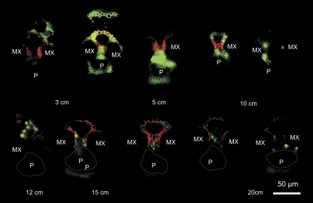 Fig. 4.