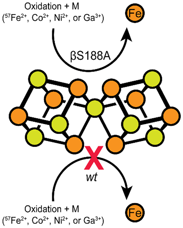 graphic file with name nihms-1875847-f0001.jpg