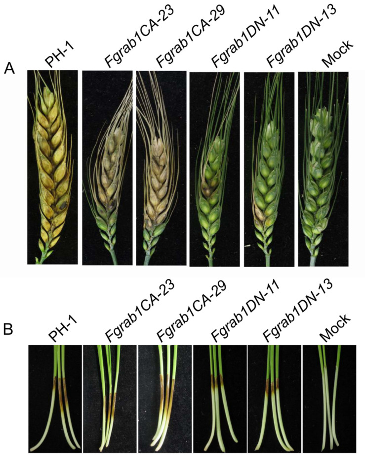 Figure 6