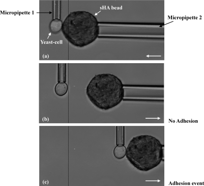 Fig. 5.