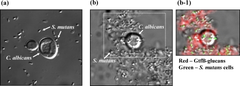 Fig. 3.