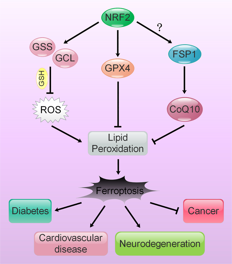 Figure 3: