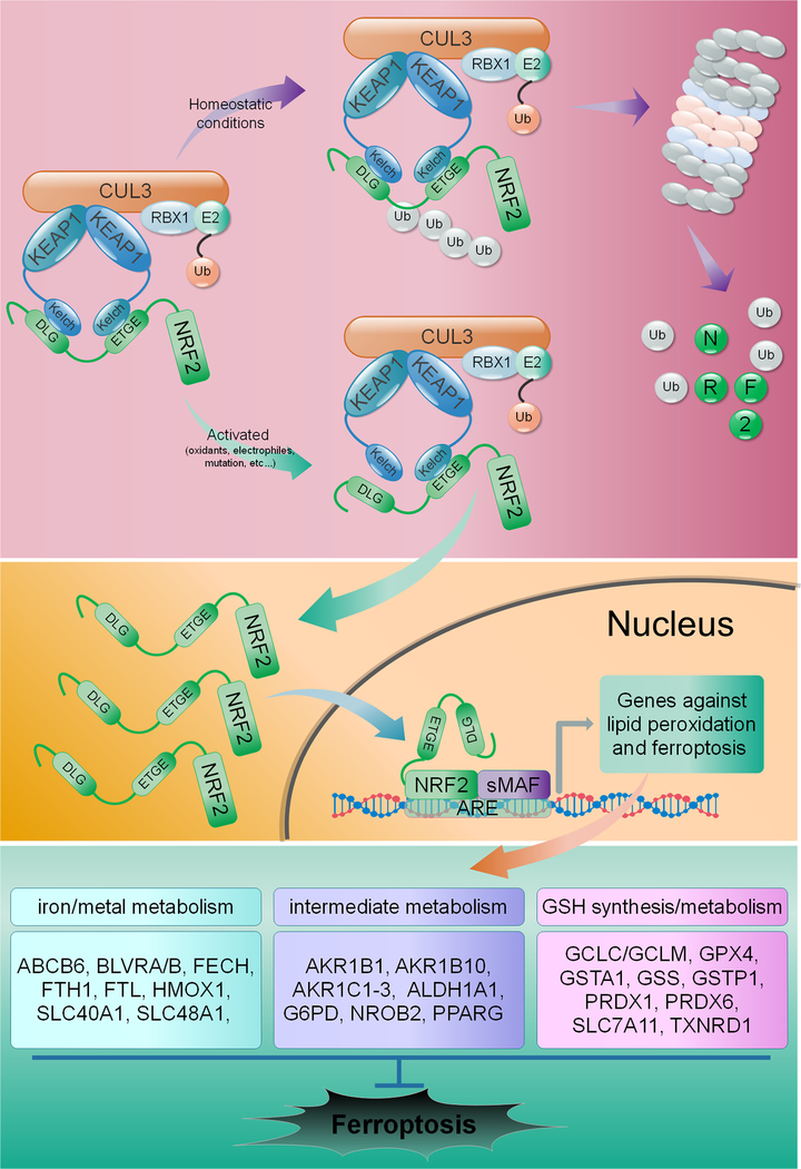 Figure 1: