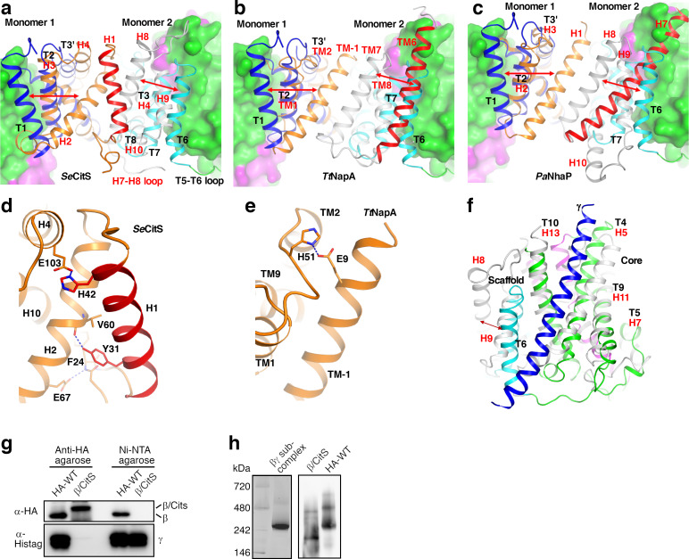 Figure 3—figure supplement 1.