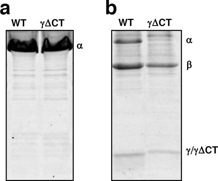 Figure 1—figure supplement 6.