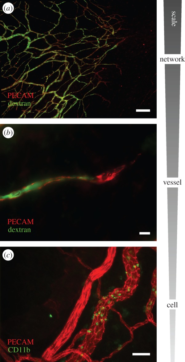 Figure 2.