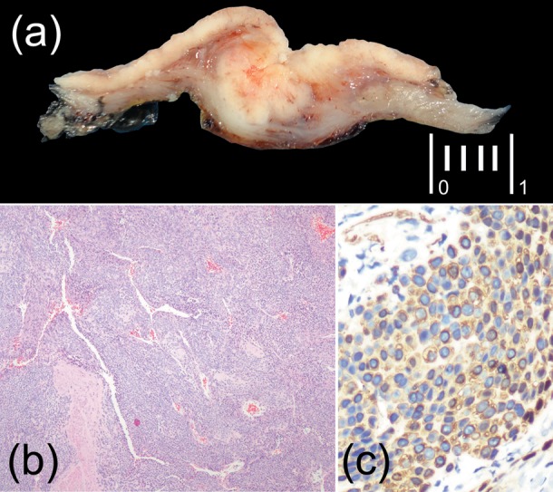 Figure 1