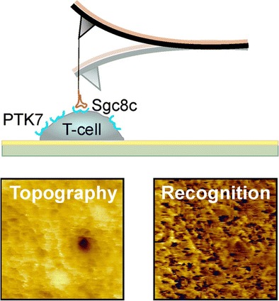 Graphical Abstract