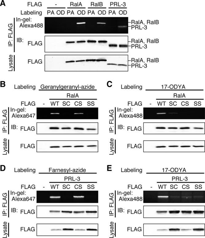 Fig 3