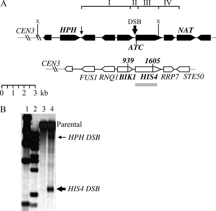 Figure 3.—