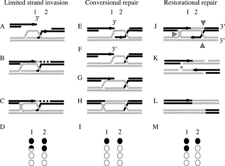 Figure 2.—