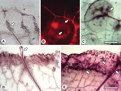 Fig. 2.