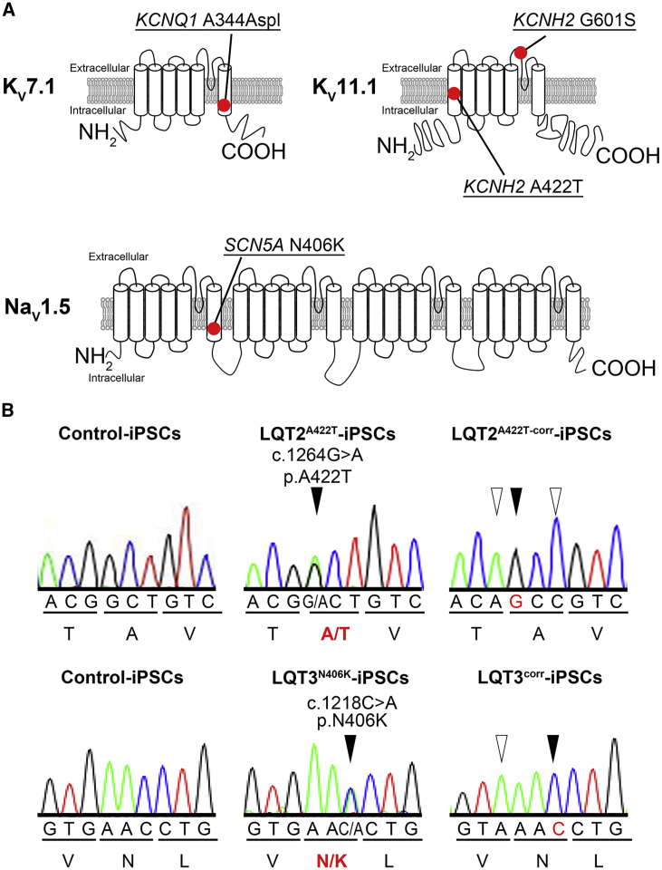 Figure 1