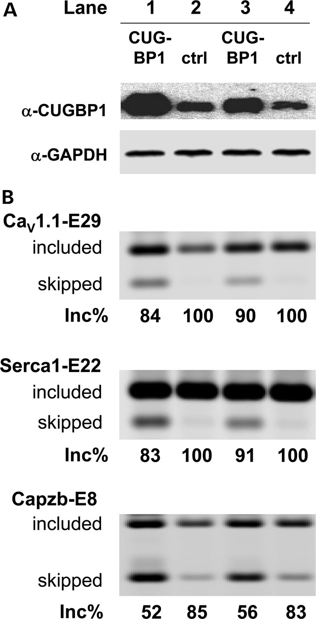 Figure 5.