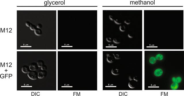 Fig. 2