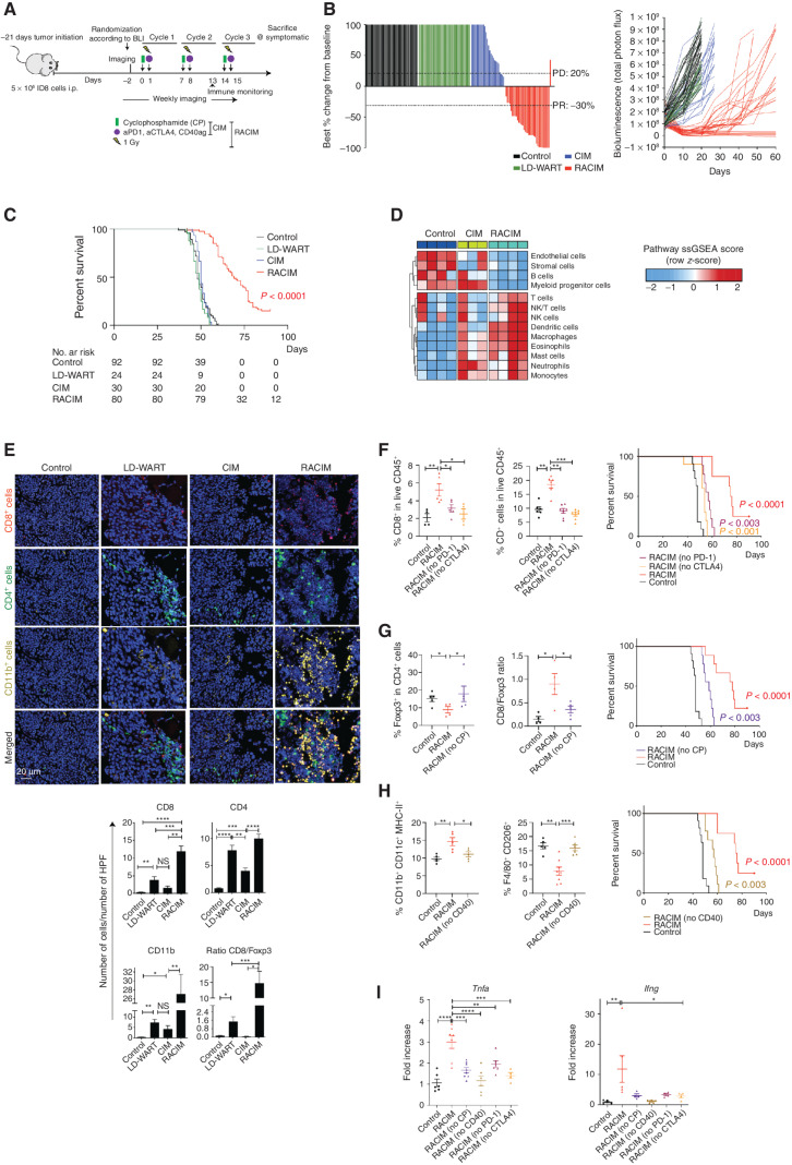 Figure 2. Metronomic radiotherapy enables combinatorial immunotherapy. A, Schema of in vivo study evaluating treatment by LD-WART (1 Gy) versus CIM versus RACIM. B, Left, waterfall plot representing the percentage change in tumor BLI levels at day 20 for mice treated in the different groups (RACIM, n = 36 mice; control, n = 41; CIM, n = 26; LD-WART, n = 24). Complete response (CR), PR (at least 30% decrease in BLI from baseline), SD, PD (at least 20% increase in BLI from baseline). Right, tumor growth curves evaluated by BLI. C, Kaplan–Meier analysis in representative mice treated in six different experiments (RACIM, n = 80 mice; control, n = 92; CIM, n = 30; LD-WART, n = 24). P values were determined by a one-sided log-rank Mantel–Cox test. D, Heat map of cell density changes in tumors based on NanoString analysis. E, mIF imaging reveals immune-cell infiltration in tumors at cycle 2, day 5 (20× magnification; DAPI nuclear counterstaining; images are representative of n = 5 mice/group). Number of cells per HPF plotted as mean ± SEM; P was calculated using unpaired two-tailed Student t tests. F–H, Immune-cell phenotypes evaluated on single-cell suspensions of control, RACIM, or RACIM one component, ID8 tumors (n = 5–7 mice per group). Kaplan–Meier analyses of overall survival following RACIM in the absence of anti–PD-1 (F) or anti-CTLA4 antibody, CP (G), or anti-CD40 agonist antibody (H) for n = 10 mice per group. P values were determined by a one-sided log-rank Mantel–Cox test. I, mRNA levels of Tnfa and Ifng in differently treated ID8 tumors. In vivo data are representative of three independent experiments. *, P ≤ 0.05; **, P < 0.01; ***, P < 0.001; ****, P < 0.0001.