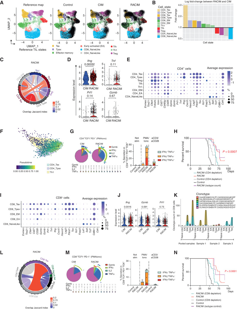 Figure 3. Low-dose irradiation and combinatorial immunotherapy expands tumor-rejecting CD4+ and CD8+ TILs exhibiting states of activation and exhaustion. A, UMAP plots of tumor lymphocyte scRNA-seq data (n = 3 tumors/treatment, n = 4 tumors pooled for control, all collected on day 5 of cycle 2). Left, reference map for all groups. Right, contour plots reveal cell density/group. Supervised T-cell state classification by TILPRED identifies functional T-cell subsets: Tpex, Tex, TEM, early activated (EA), Th1, Tfh, Treg, and naïve-like T cells. B, Fold change in T-cell subsets following RACIM versus CIM. C, Cord diagram of the Jaccard similarity coefficient shows the relative number of common TCRs shared between CD4+ T-cell subsets following RACIM. D, Violin plots representing the expression of various activation and cytotoxicity markers in CD4+ T-cell subsets. E, CD4+ T cells expressing indicated genes across subsets and their corresponding average expression (size of dot indicates the percentage of cells in each subset; expression intensity is indicated by color). F, Pseudotime trajectory analysis of CD4_Tpex, CD4_Tex, and Th1 clusters identified by unsupervised single-cell analysis. G, Left, SPICE graphic representing flow-cytometric analysis of GzmB and cytokine production by CD4+ TCF1−PD1+ TILs. Right, bar plots representing cytokine production by CD4+ TCF1−PD-1+ TOX+ cells after PMA/ionomycin or anti-CD3/anti-CD28 TCR stimulation. H, Kaplan–Meier analysis of overall survival of RACIM-treated mice, depleted or not of CD4+ T cells. P values determined by a one-sided log-rank Mantel–Cox test. I, The percentage of CD8+ T cells expressing indicated genes across subsets and their corresponding average expression (as in E). J, Violin plots showing expression of Ifng, Gzmb, and Prf1 in CD8+ T cells following CIM vs. RACIM. K, Bar plots representing the most clonally expanded CD8+ T-cell clonotypes (by TCR-seq) following RACIM treatment (TCRs in all three tumors: #1; in individual tumors: #2–4). L, Cord diagram of the Jaccard similarity coefficient shows the relative number of common TCRs between CD8+ T-cell subsets following RACIM. M, Left, SPICE graphic representing flow cytometric analysis of GzmB and cytokine production by CD8+PD-1+TCF1− TILs. Right: bar plots representing cytokine production by CD8+ TCF1−PD-1+TOX+ cells after PMA/ionomycin or anti-CD3/anti-CD28 TCR stimulation. N, Kaplan–Meier analysis of overall survival of RACIM-treated mice depleted or not of CD8+ T cells. P values were determined by a one-sided log-rank Mantel–Cox test. Data are representative of n = 3 biologically independent experiments (n = 5–10). *, P ≤ 0.05; **, P < 0.01; ***, P < 0.001; ****, P < 0.0001.