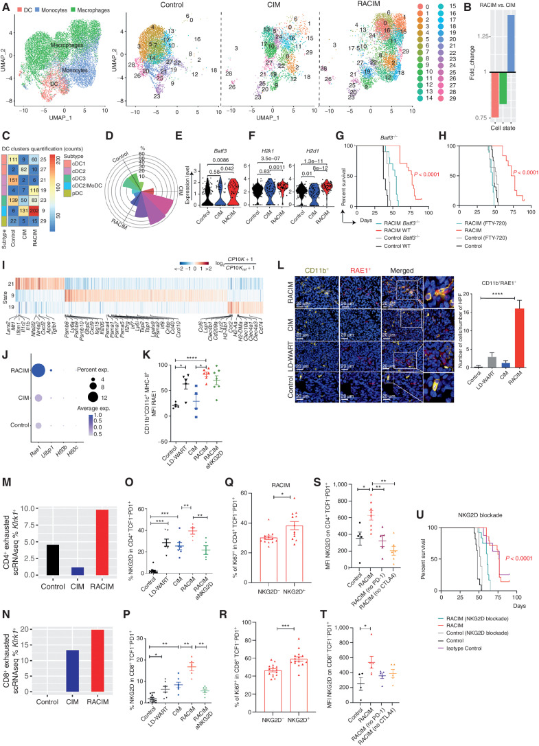 Figure 4. RACIM reprograms tumor APCs and enlists NKG2D as a key signal. A, UMAP plots of intratumoral myeloid cell scRNA-seq data (n = 3 tumors/treatment, n = 4 tumors pooled for control, all collected on day 5 of cycle 2). Left, reference map for all groups. Red, DCs; blue, monocytes; green, macrophages. Right, 29 myeloid states among groups. B, Fold change in myeloid cell subsets for RACIM versus CIM. C, Quantification of DC clusters among groups. D, Rose plot of differentially expressed genes corresponding to DC clusters among groups. E and F, Violin plots showing expression of Batf3 (E) and H2k1 and H2d1 (MHC-I; F) transcripts in cDC1 cells among groups. G and H, Kaplan–Meier analysis of control versus RACIM in Batf3−/− mice (G), and in wild-type (WT) mice (H) in the presence of fingolimod (FTY-720) treatment. P values were determined by a one-sided log-rank Mantel–Cox test. I, Heat map showing expression of the most representative genes for clusters 9, 19, and 21. Gene expression was normalized to median expression value per gene across all clusters shown in the heat map. J, Percentage of cells expressing Rae1, Ulbp1, H60b, and H60c, and average expression in the myeloid compartment by scRNA-seq (size of dot indicates the percentage of cells in each subset; expression level is indicated by color). K, RAE1 expression on intratumoral CD11b+CD11c+MHC-II+ cells determined by flow-cytometric analysis on day 5 of cycle 2. L, Left, mIF imaging reveals RAE1 expression (red) by CD11b+ cells (yellow; 20× magnification; DAPI nuclear counterstaining; representative of n = 5 mice/group). Right, number of CD11b+RAE+ cells per HPF plotted as mean ± SD; P was calculated using unpaired two-tailed Student t tests. M and N, The percentage of CD4+ and CD8+ exhausted T cells expressing NKG2D at the transcriptional (M and N, Klrk1 gene by scRNA-seq analysis) and protein levels (O and P, flow cytometry analysis) on day 5 of cycle 2. Q and R, The percentage of intratumoral Ki-67+proliferating CD4+TCF1+PD-1+ (Q) and CD8+TCF1−PD-1+ (R) cells upon RACIM on day 5 of cycle 2. S–T, NKG2D expression on intratumoral CD4+TCF1−PD-1+ (S) and CD8+TCF1−PD1+ (T) T cells determined by flow cytometry on day 5 of cycle 2 in control or RACIM or RACIM without ICB-treated tumors. U, RACIM survival with NKG2D blockade. P values were determined by a one-sided log-rank Mantel–Cox test. Data are representative of two to three independent experiments (n = 5–10 mice/group). Unless otherwise indicated, statistical analysis was performed using Student unpaired t test; error bars represent mean ± standard deviation. *, P ≤ 0.05; **, P < 0.01; ***, P < 0.001; ****, P < 0.0001.