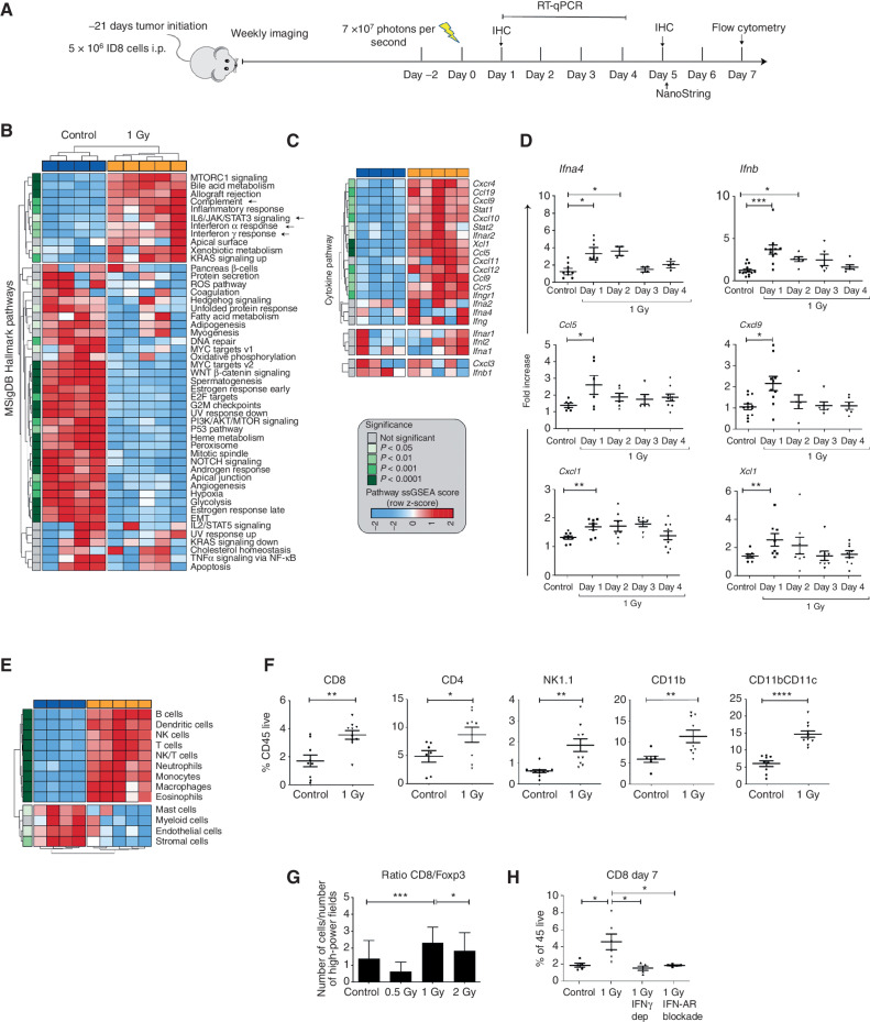 Figure 1. LDRT induces immune-cell infiltration in orthotopic ID8 tumors. A, Treatment schema of mice engrafted with intraperitoneal ID8 ovarian tumors. Arrow represents administration of LD-WART (1 Gy). B and C, NanoString analysis of LD-WART treated versus control tumors. MSigDB pathways (B) and intratumoral levels of cytokines and chemokines (C) are displayed as heat maps. Red, upregulated; blue, downregulated. D, mRNA levels of intratumoral cytokines and chemokines. E, Heat map of cell density changes in tumors based on NanoString analysis. The heat map legend applies to B, C, and E. F, Flow cytometry quantification of TILs. G, CD8+:Foxp3+ cell ratio by mIF imaging five days after LD-WART. H, Flow cytometry quantification of CD8+ TILs in control mice and mice subjected to IFNα receptor blockade or IFNγ depletion. Symbols represent individual tumors and bars the mean. Data are representative of three independent experiments and are presented as mean ± SEM. *, P ≤ 0.05; **, P < 0.01; ***, P < 0.001; ****, P < 0.0001; Student unpaired t test.