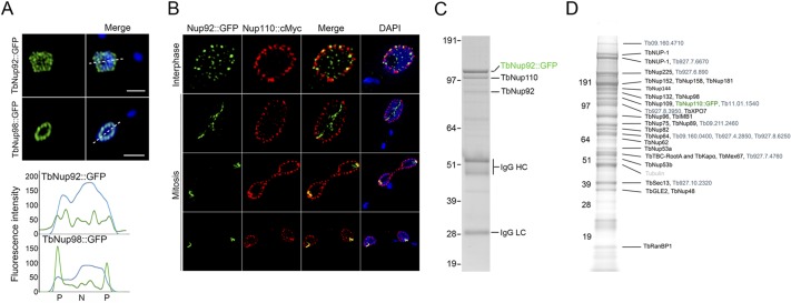 FIGURE 3: