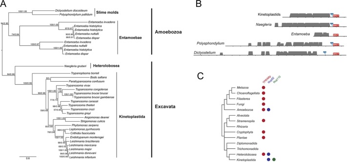 FIGURE 1: