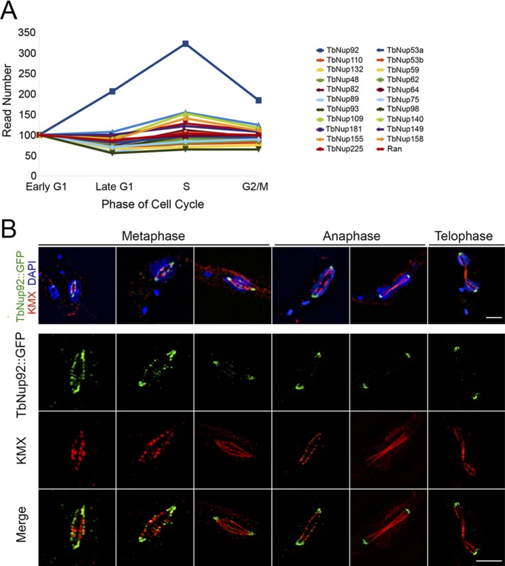 FIGURE 2: