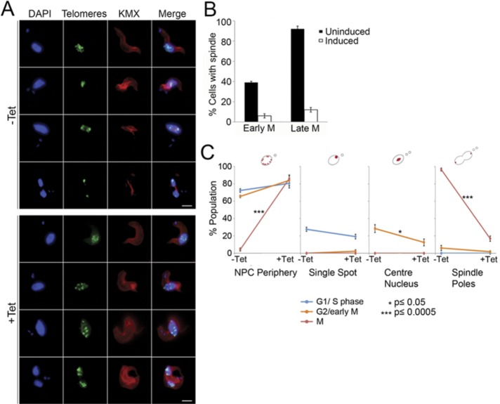 FIGURE 4: