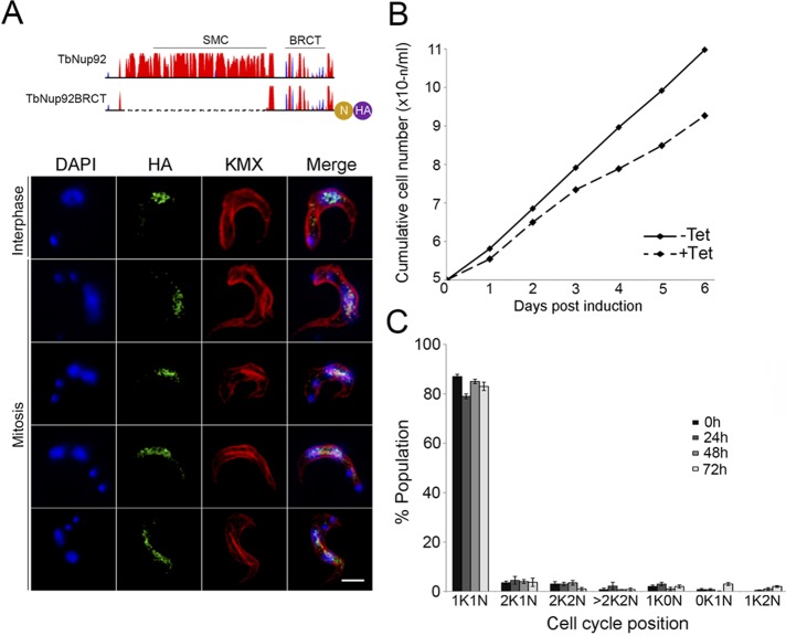 FIGURE 6: