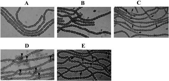 FIG. 8.