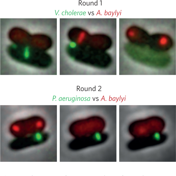 Figure 2 |