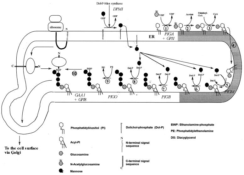 FIG. 1.