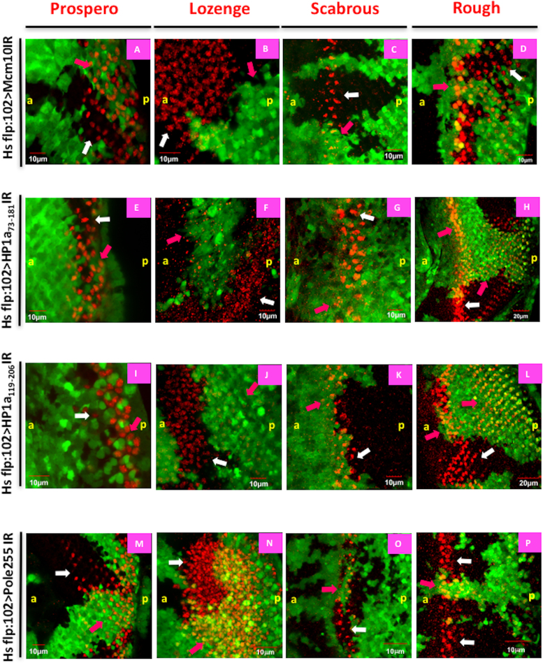 Figure 11.