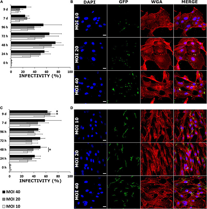 FIGURE 2