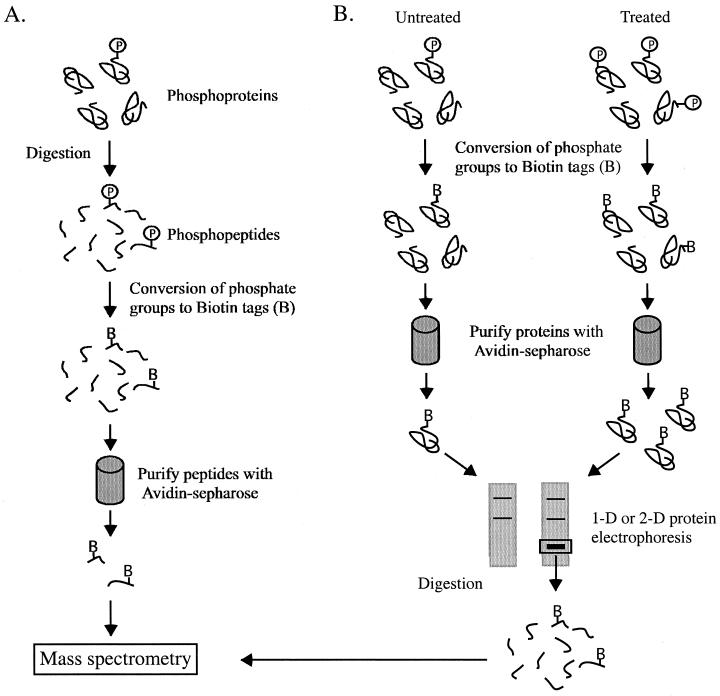 FIG. 13.