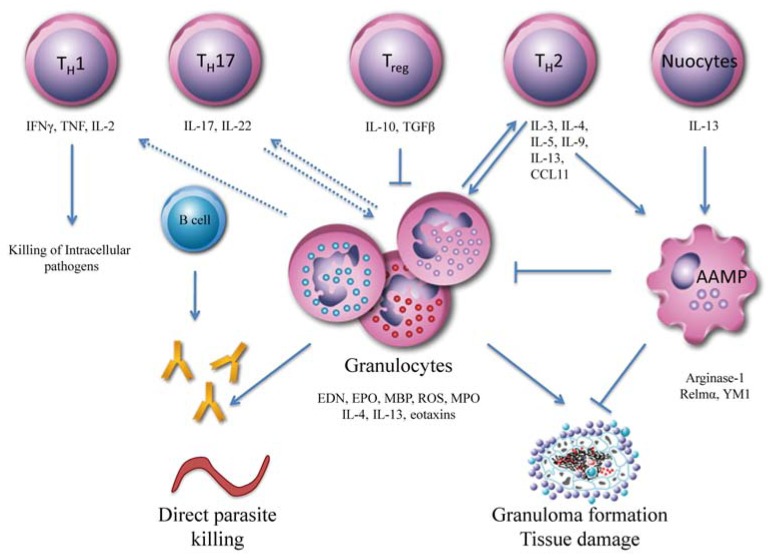 Fig. (1). T cell mediated effector mechanisms against pathogens.