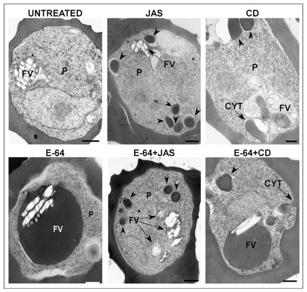 Fig. 12