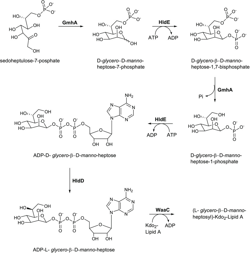 Scheme 1