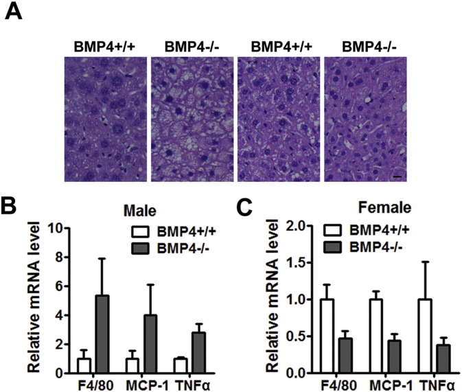 Supplementary Fig. 2