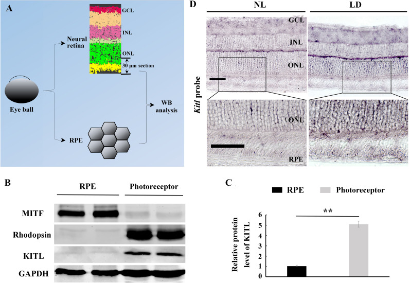 Figure 1—figure supplement 3.