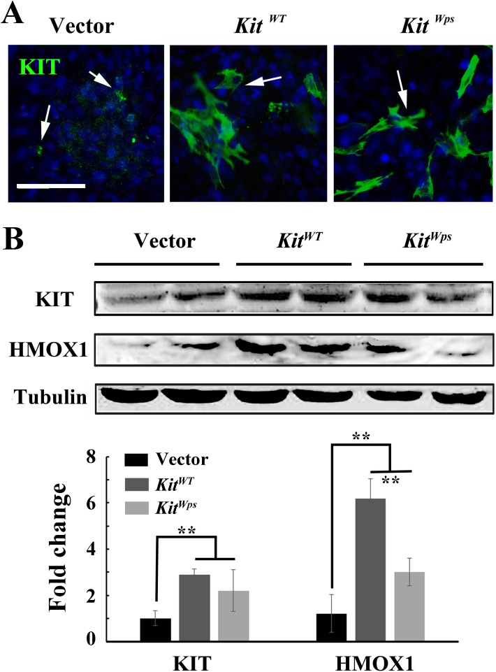 Figure 6—figure supplement 1.