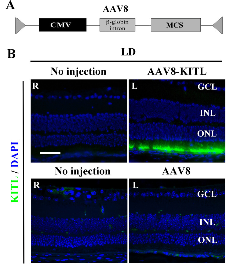 Figure 4—figure supplement 2.