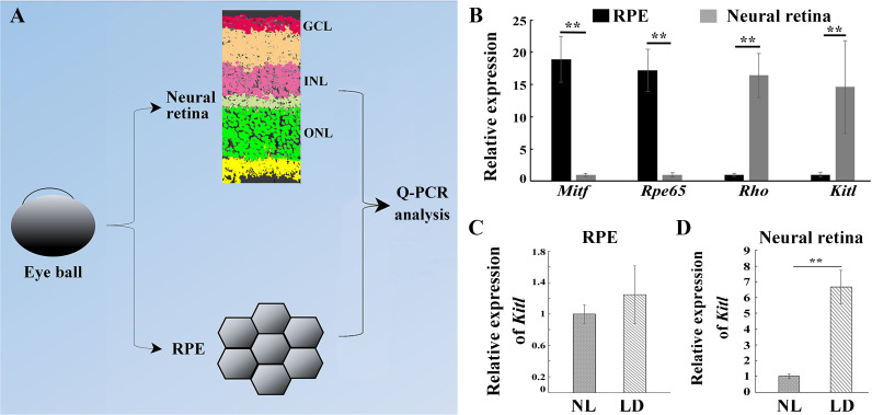 Figure 1—figure supplement 2.