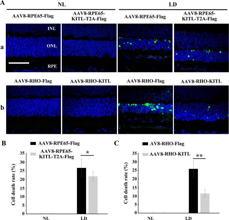 Figure 5—figure supplement 1.