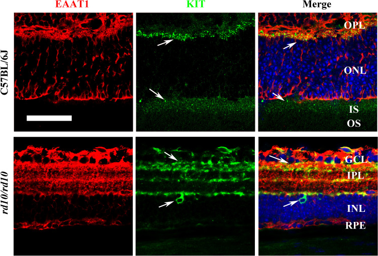 Figure 2—figure supplement 2.