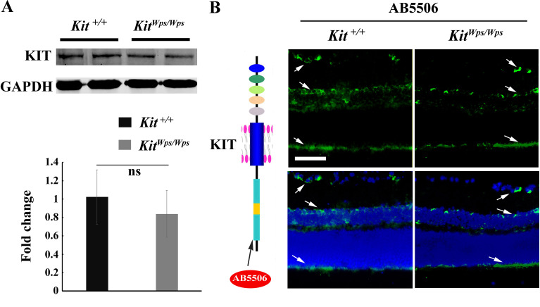 Figure 2—figure supplement 1.