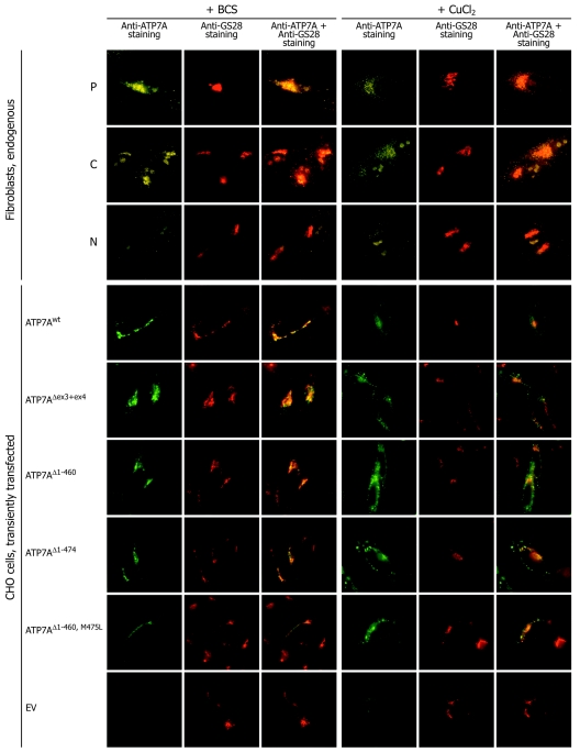 Figure  5. 