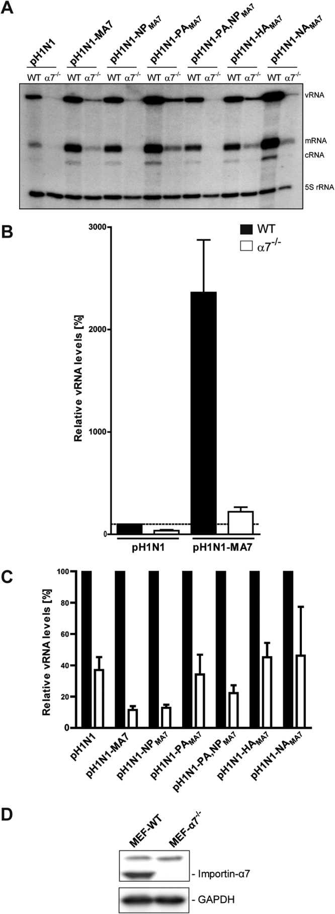 FIG 7