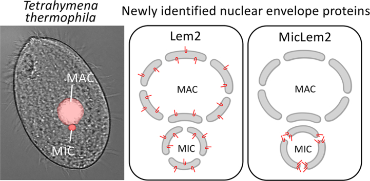 Unlabelled Image