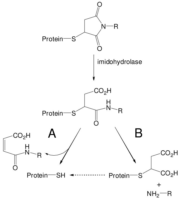 Scheme 3