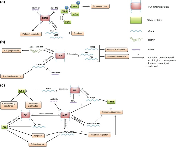 Ancient and modern: hints of a core post‐transcriptional network ...